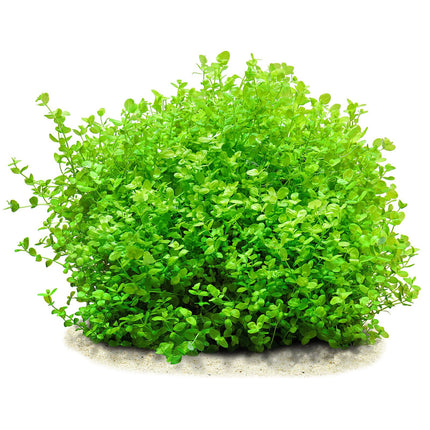Micranthemum umbrosum Lush Baby Tears for Foreground & Carpeting