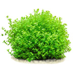 Micranthemum umbrosum Lush Baby Tears for Foreground & Carpeting