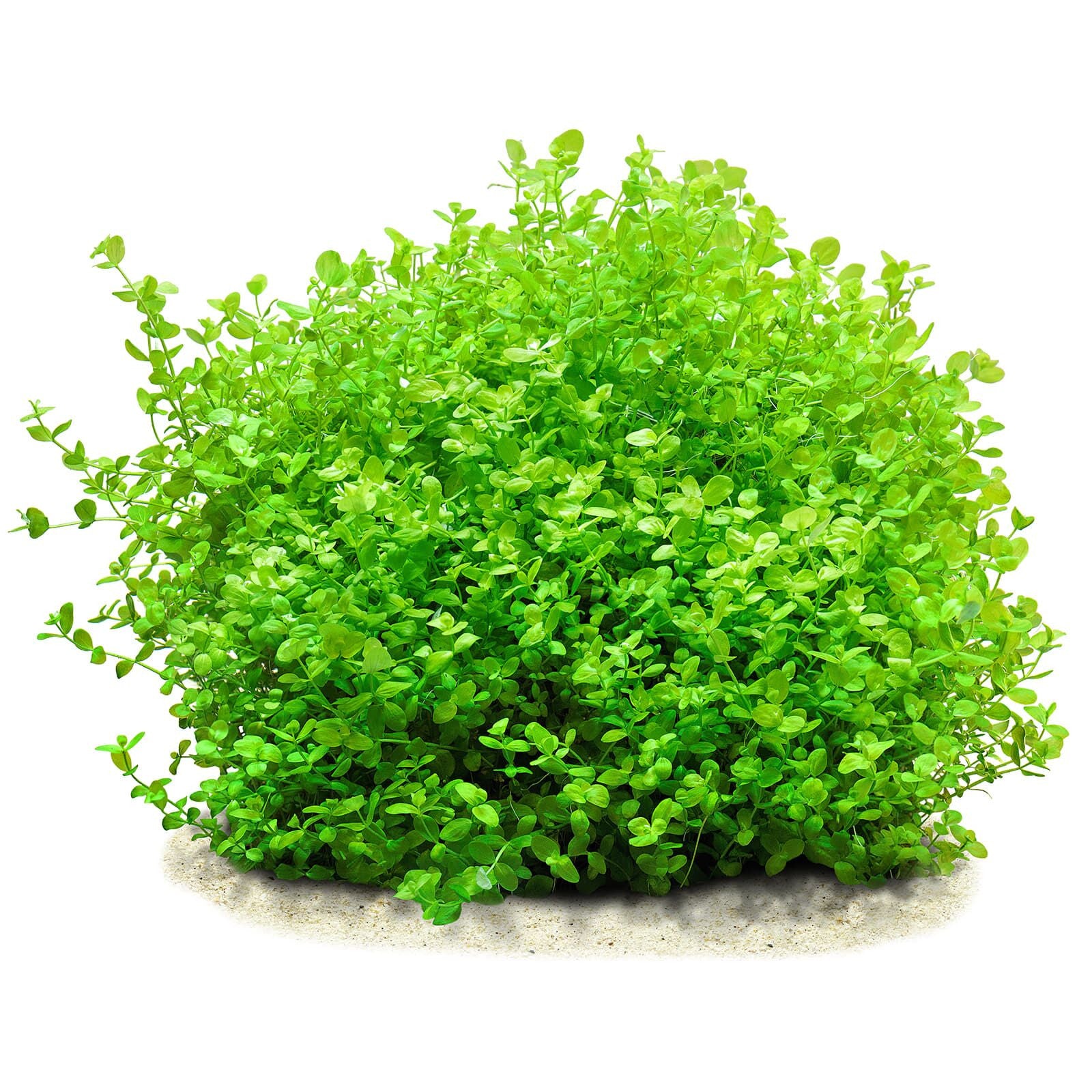 Micranthemum umbrosum Lush Baby Tears for Foreground & Carpeting