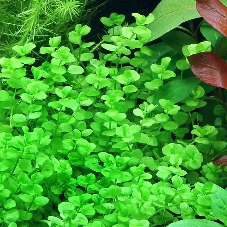 Micranthemum umbrosum Lush Baby Tears for Foreground & Carpeting
