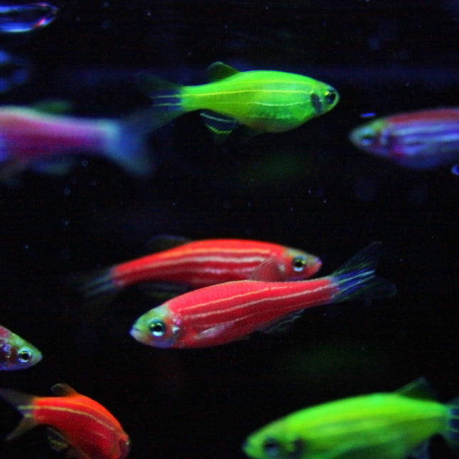 Mixed Fluorescent Zebra Danios  A Glowing Rainbow of Activity - Each