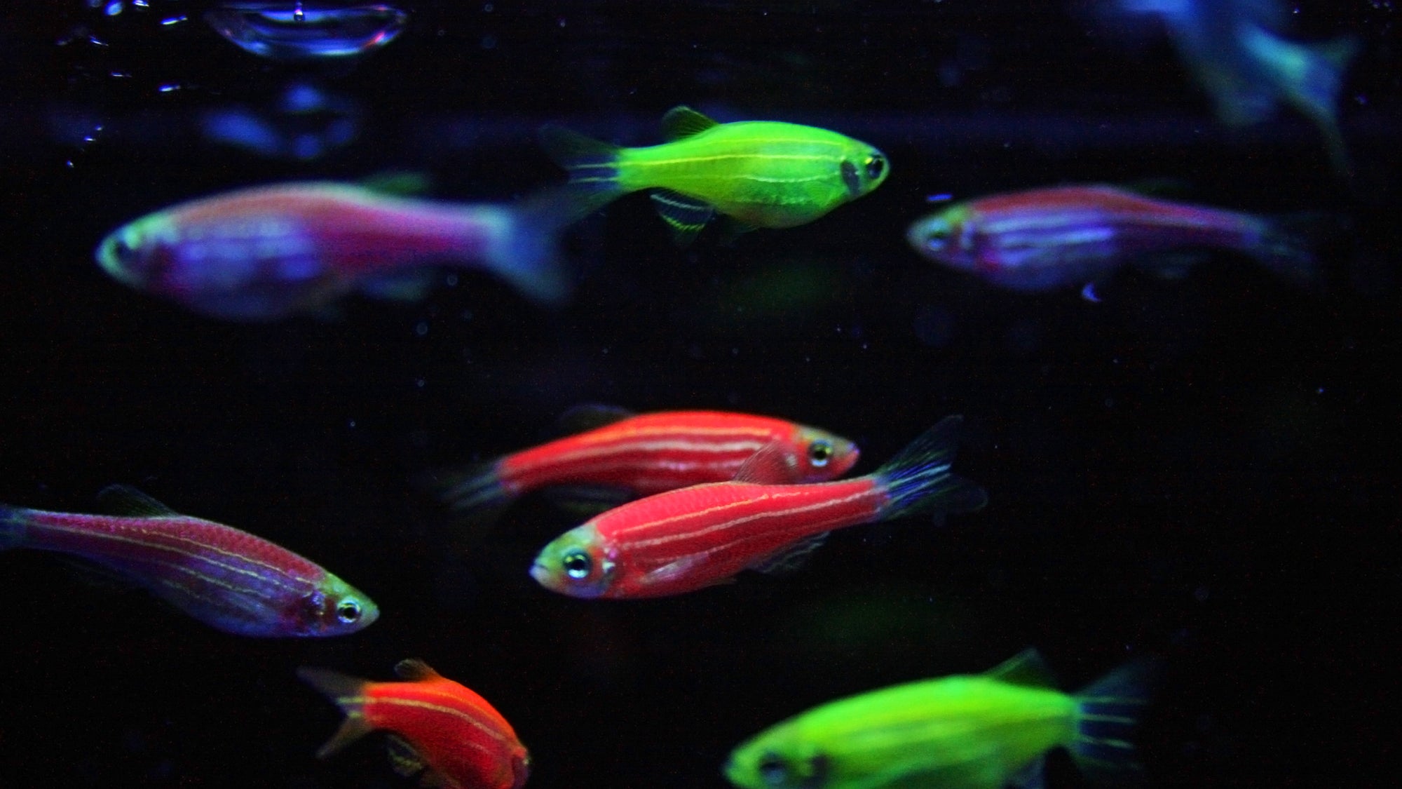Mixed Fluorescent Zebra Danios  A Glowing Rainbow of Activity - Each