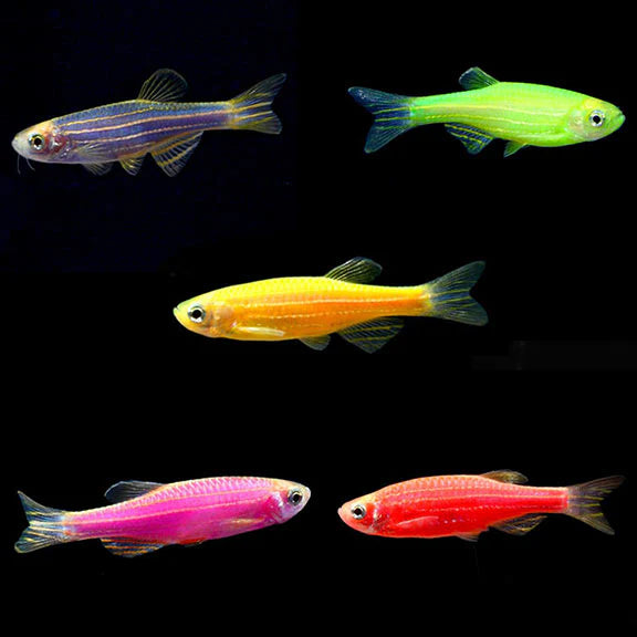 Mixed Fluorescent Zebra Danios  A Glowing Rainbow of Activity - Each