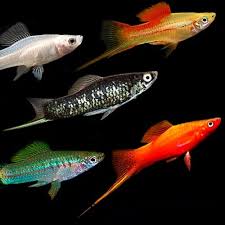 Mixed Swordtails  Vibrant, Lively, and Easy to Care For