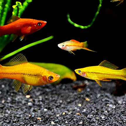 Mixed Swordtails  Vibrant, Lively, and Easy to Care For