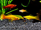 Mixed Swordtails  Vibrant, Lively, and Easy to Care For