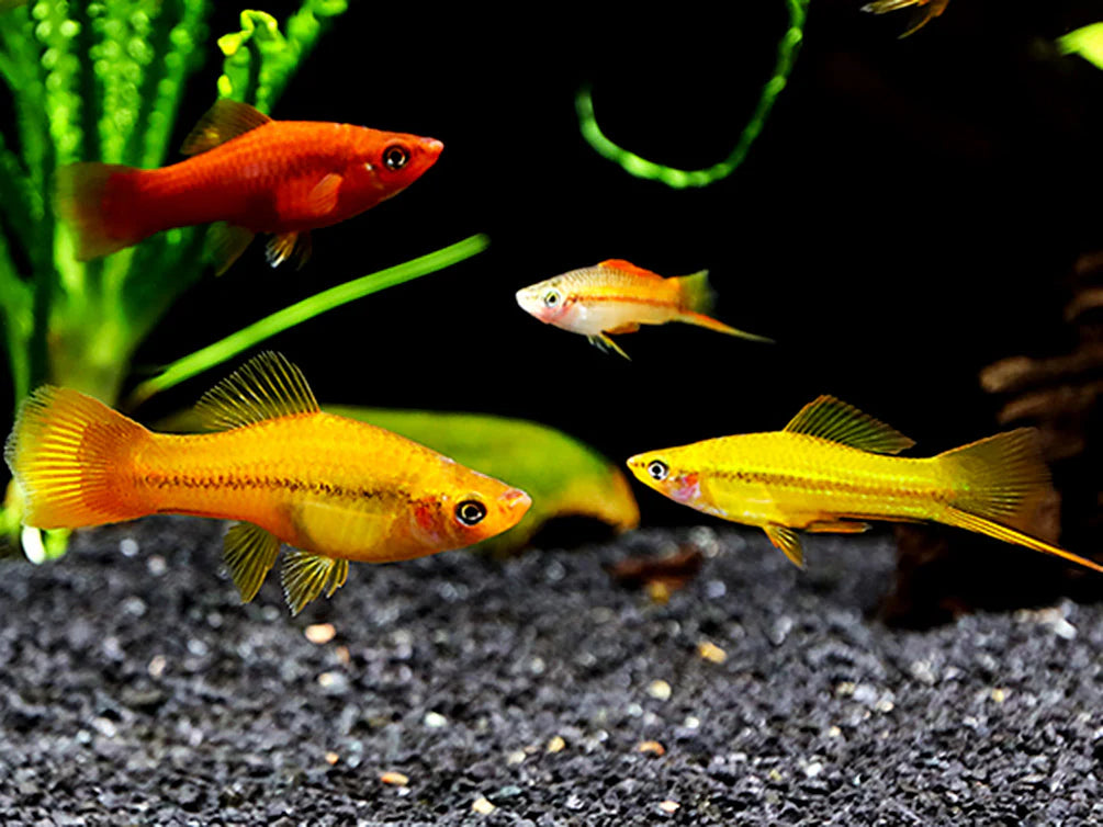 Mixed Swordtails  Vibrant, Lively, and Easy to Care For