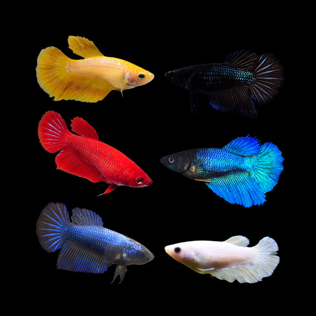 Assorted Female Betta Fish-Sold individually