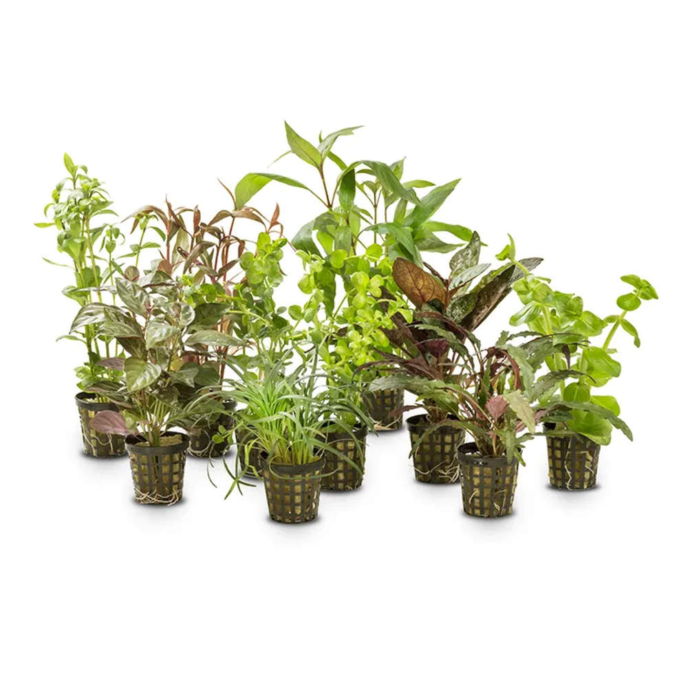 Mixed cheap Assorted Aquarium Plants Perfect for Vibrant, Healthy Tanks! - 5 Pack
