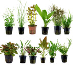 Mixed cheap Assorted Aquarium Plants Perfect for Vibrant, Healthy Tanks! - 5 Pack