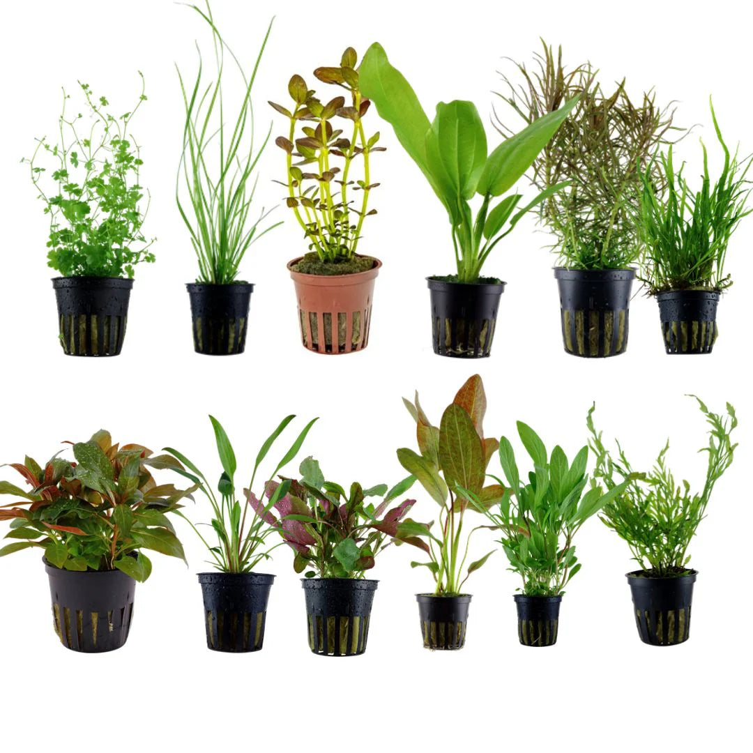 Mixed cheap Assorted Aquarium Plants Perfect for Vibrant, Healthy Tanks! - 5 Pack