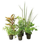 Mixed cheap Assorted Aquarium Plants Perfect for Vibrant, Healthy Tanks! - 5 Pack