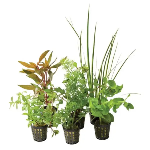 Mixed cheap Assorted Aquarium Plants Perfect for Vibrant, Healthy Tanks! - 5 Pack