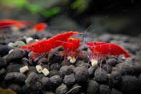 Banner image for: <h2>Neo Shrimp</h2>