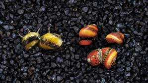 Nerite Snail  Algae Eating cleanup crew