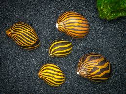 Nerite Snail  Algae Eating cleanup crew