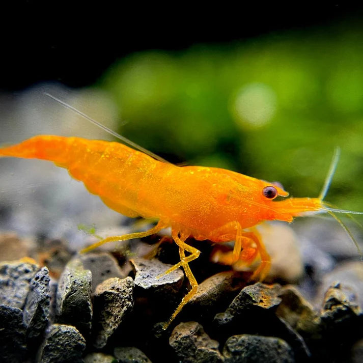 Orange Caridina Shrimp (Caridina cf. cantonensis)