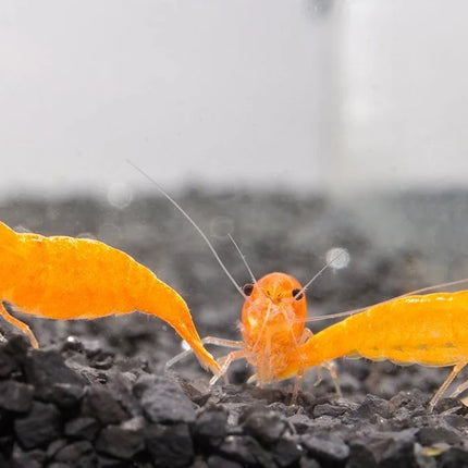 Orange Sunkist Shrimp