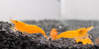 Orange Caridina Shrimp (Caridina cf. cantonensis)