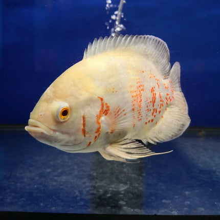 Cichlid Oscar Tiger Albino