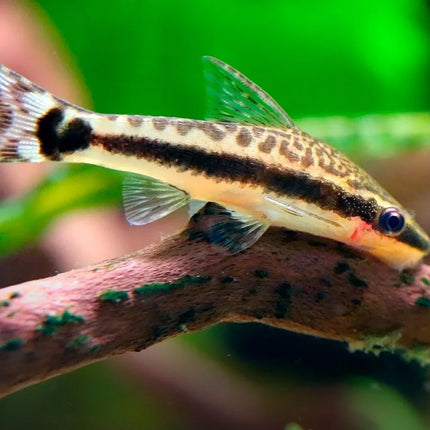 Otocinclus Catfish (2–3 cm)
