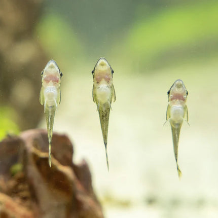 Otocinclus Catfish (2–3 cm)