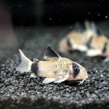 Panda Corydora