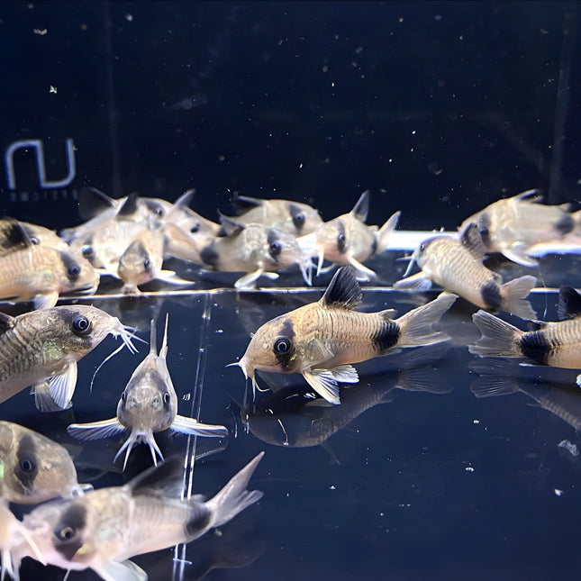 Panda Corydora