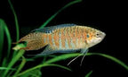Paradise Fish Bold Beauty with Personality and Flair