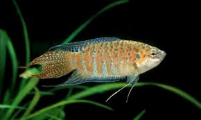 Paradise Fish Bold Beauty with Personality and Flair