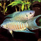 Paradise Fish Bold Beauty with Personality and Flair