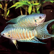 Paradise Fish Bold Beauty with Personality and Flair