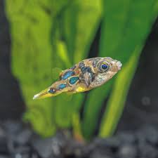 Pea Puffer (Carinotetraodon travancoricus)