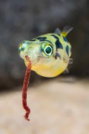 Pea Puffer (Carinotetraodon travancoricus)