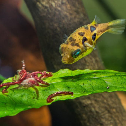 Pea Puffer (Carinotetraodon travancoricus)
