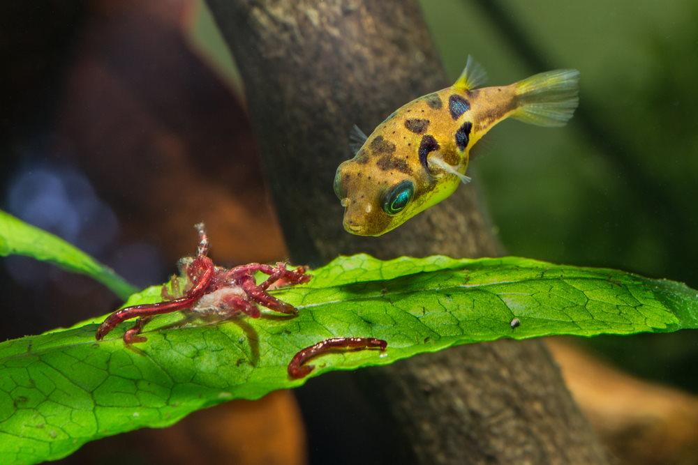 Pea Puffer (Carinotetraodon travancoricus)