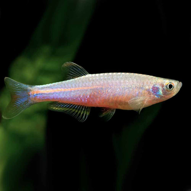 Pearl Danio - Vibrant fish