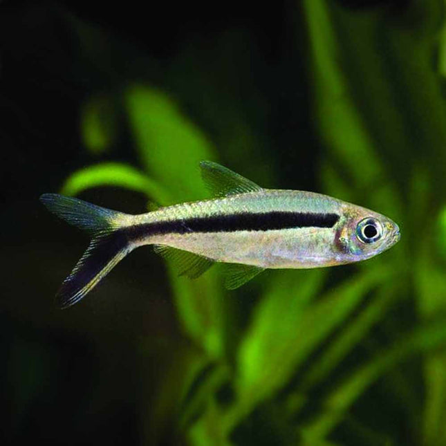 Tetra Penguin Fish