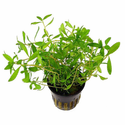 Proserpinaca palustris “Mermaid Weed” – Epic Aquatics