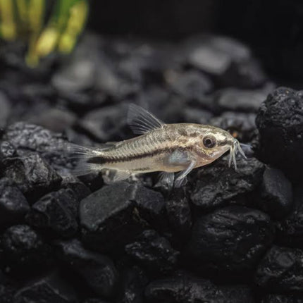 Pygmy Corydora Each - 20mm