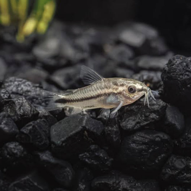 Pygmy Corydora Each - 20mm