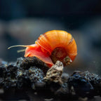 Ramshorn Snails (Freshwater Algae Eaters)