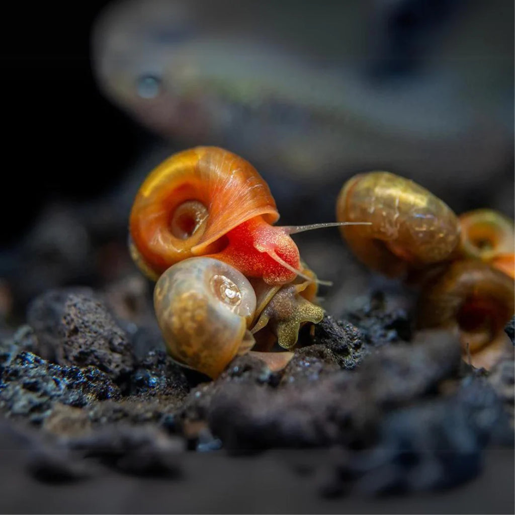 Stunning Best Freshwater Snails For Algae Eating Tanks image