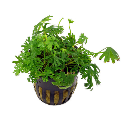 Ranunculus inundatus – Epic Aquatics