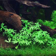 Ranunculus inundatus – Epic Aquatics