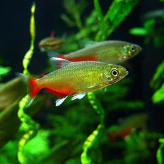 Collection image for: Tetra's