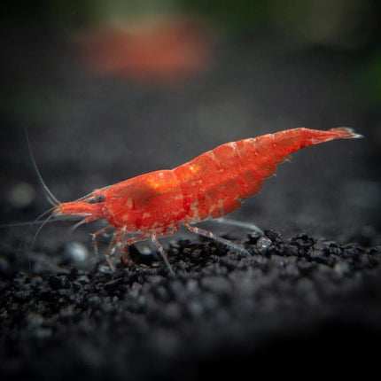 Red Cherry Shrimp