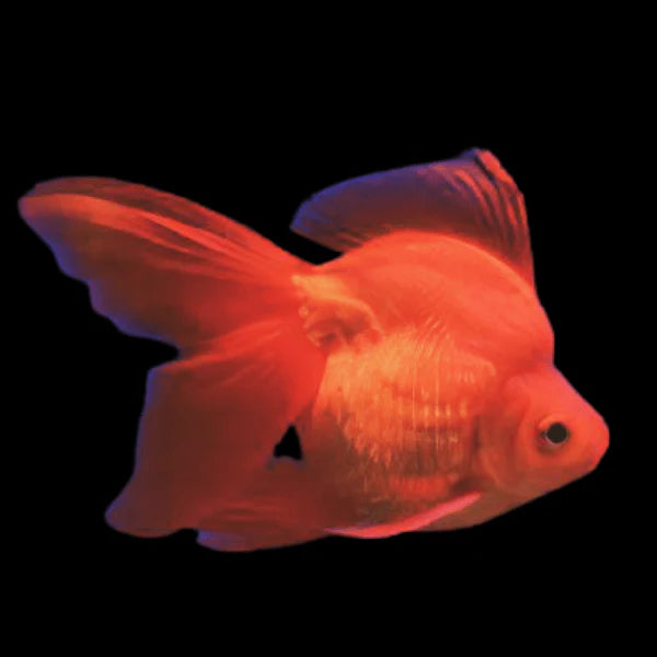 Red Ryukin-Gold fish