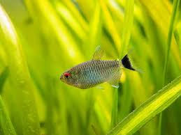 Red Eye Tetra  Sleek, Sophisticated, and Striking