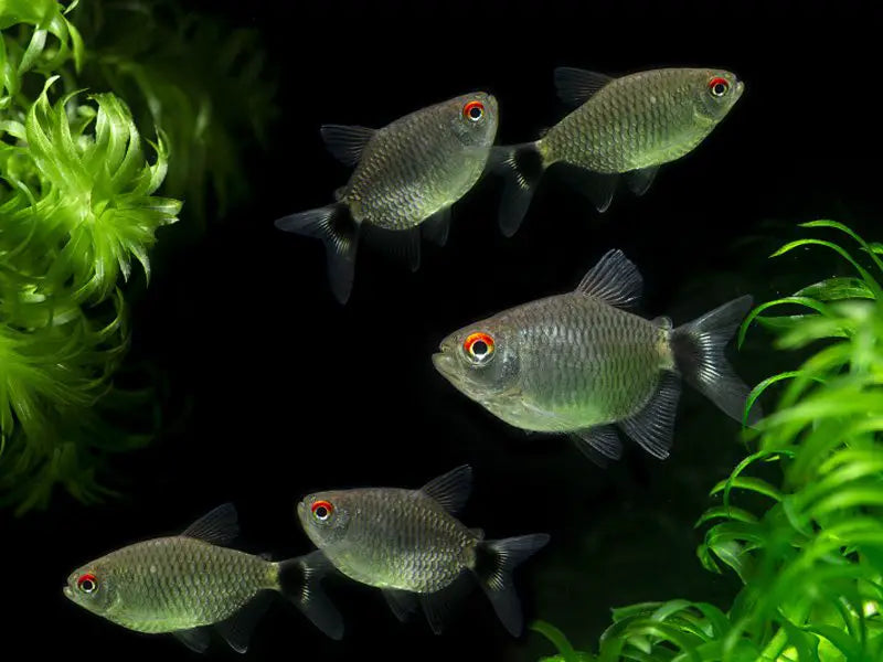 Red Eye Tetra  Sleek, Sophisticated, and Striking